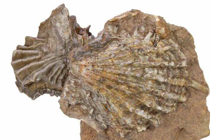 Jurassic Fossil Bivalve (Lopha & Ctenostreon) Cluster - Germany #383596